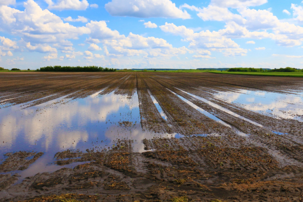 Na wielu plantacjach występuje bardzo duża presja chorób grzybowych. / fot. shutterstock Uprawy warzyw cierpią przez intensywne opady deszczu