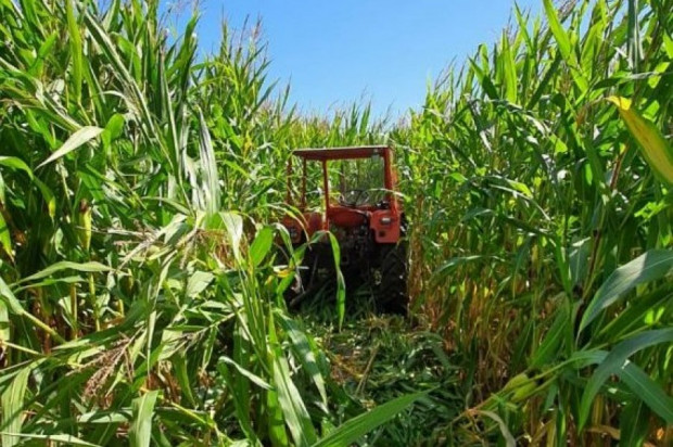 Skradziony ciągnik ukryty na polu kukurydzy