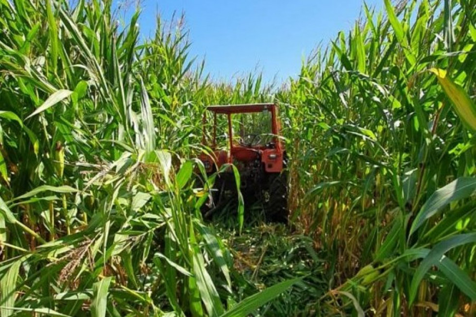 Skradziony ciągnik ukryty na polu kukurydzy