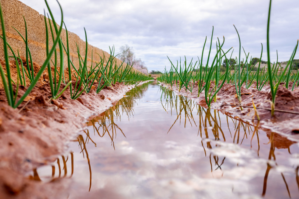 Na skutek intensywnych opadów pola warzyw zostały zalane; zdjęcie ilustracyjne/ fot. shutterstock Zalane pola z warzywami. Wysokie straty w pierwszych zbiorach jesiennych