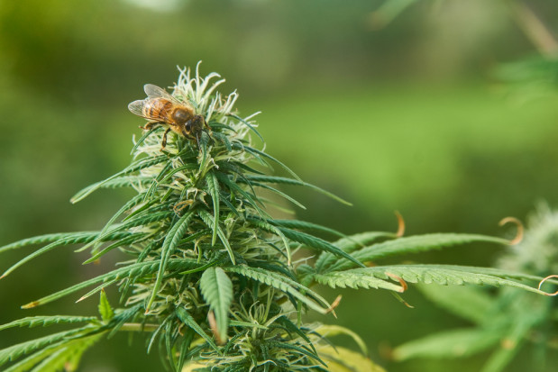 Warmińsko-mazurskie: Pszczelarz uprawiał marihuanę, by poprawić kondycję pszczół/fot. shutterstock.com Warmińsko-mazurskie: Pszczelarz uprawiał marihuanę, by poprawić kondycję pszczół