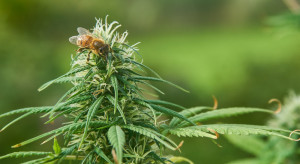 Warmińsko-mazurskie: Pszczelarz uprawiał marihuanę, by poprawić kondycję pszczół