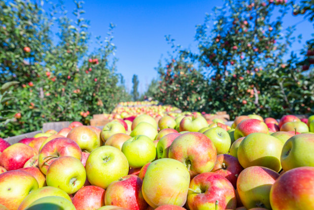 Obecnie tureccy sadownicy są w pełni zbiorów./ fot. shutterstock.com Trwają zbiory tureckich jabłek. Ceny dla producentów wyższe niż rok temu