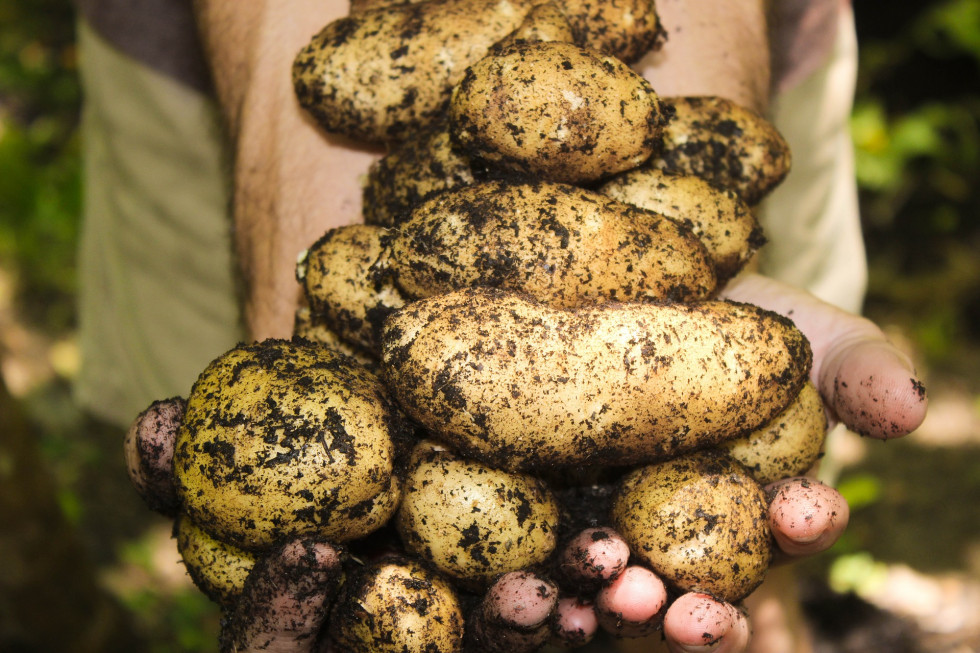 Trwają wykopki ziemniaków. Ceny wyższe niż w ubiegłym roku