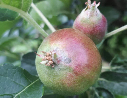 Instytut Ogrodnictwa-PIB testuje ekologiczne metody zwalczania parcha jabłoni