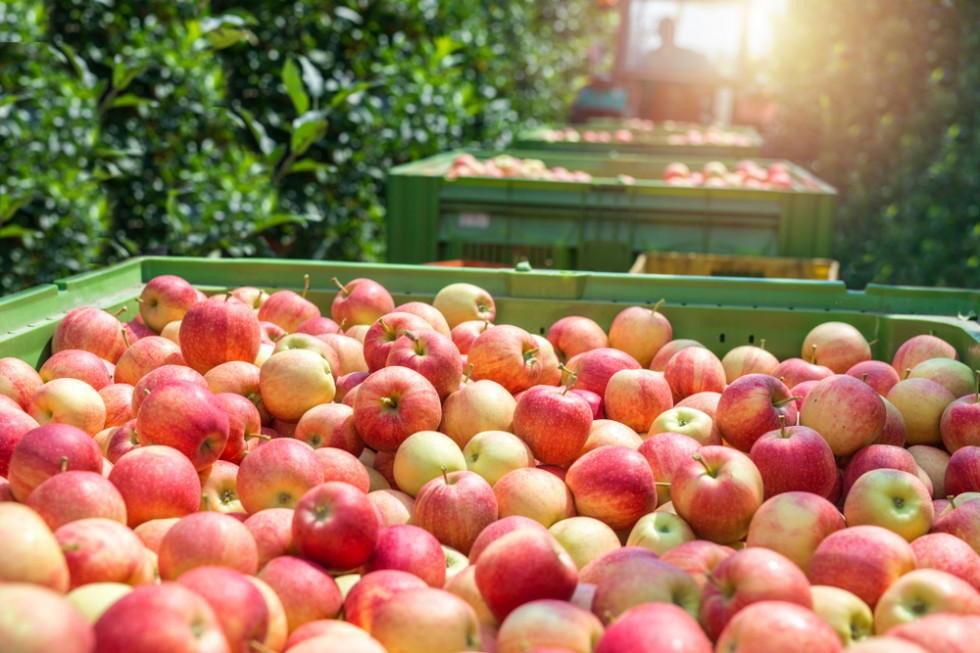 Ruszają zbiory jabłek 2021 - co z pracownikami sezonowymi?