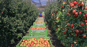 Maliszewski: Koszty pracy są tak wywindowane, że zbieranie jabłek traci sens