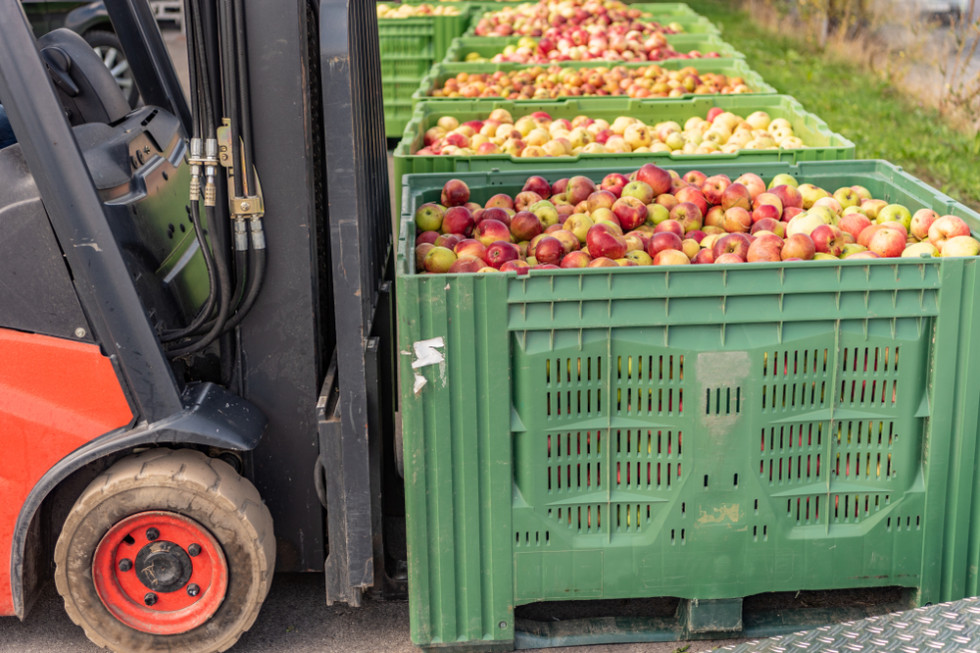 Mazowieckie: Ceny jabłek przemysłowych lecą w dół