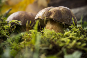 1,4 tys. gatunków grzybów jadalnych w polskich lasach