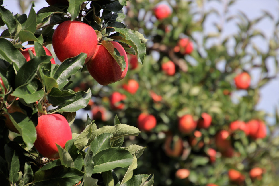 Ile ton wyniosą tegoroczne zbiory jabłek w Sandomierzu?