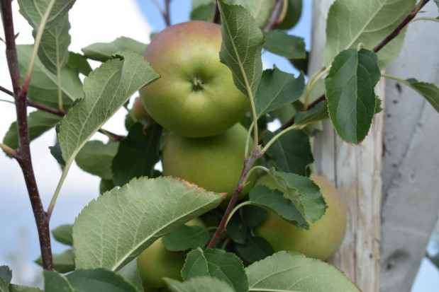 Ochrona przedzbiorcza jabłek w trudnym sezonie