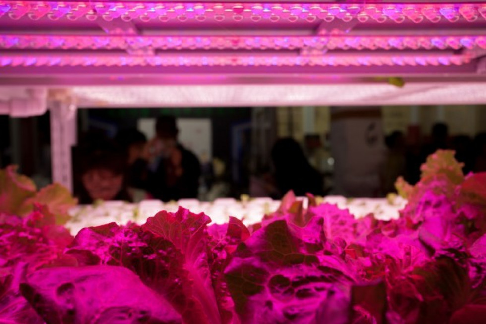 Rosja: Producenci warzyw z dotacjami na inwestycje w sztuczne oświetlenie