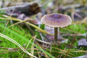 Lubelskie: Wystawa grzybów w sanepidzie w Opolu Lubelskim
