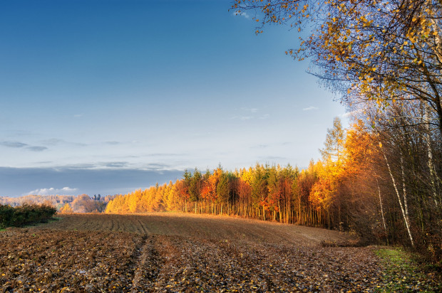 Sejm za utrzymaniem bezprzetargowego przekazywania gruntów pod OZE przez KOWR / fot. pixabay KOWR nadal będzie bezprzetargowo przekazywać grunty pod OZE
