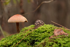 Zbiory grzybów w polskich lasach szacuje się średnio na ok. 100 tys. ton rocznie