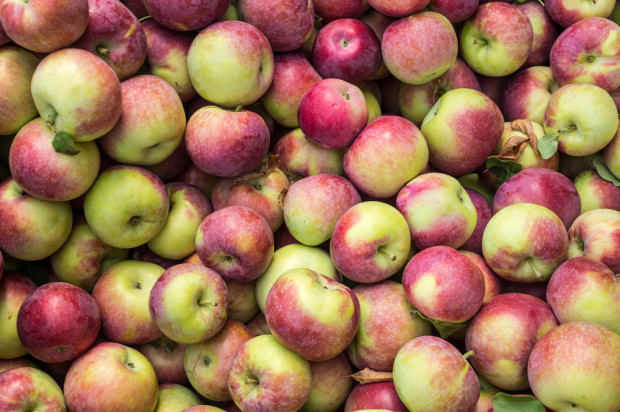 Firmy handlowe i grupy producenckie informują o proponowanych cenach za poszczególne odmiany jabłek na sortowanie/ fot. shutterstock.com Ceny jabłek na sortowanie: Lobo i Szampion po 0,80 zł/kg