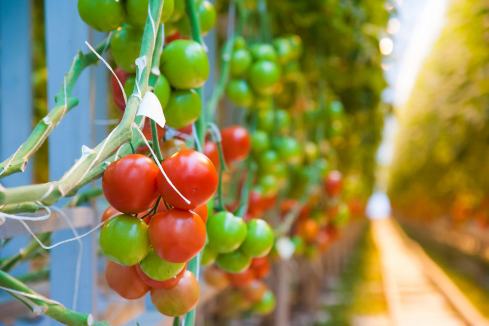 Bayer wprowadzi ekologiczne nasiona warzyw do produkcji szklarniowej