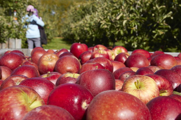 Czechy: W tym sezonie zbiory jabłek będą niższe