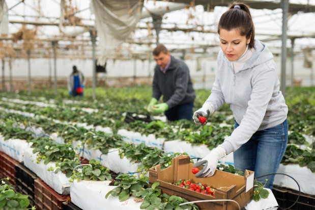 Holendrzy pilnie poszukują w Polsce pracowników do zbioru truskawki szklarniowej./ fot. shutterstock.com Holendrzy pilnie potrzebują pracowników do zbioru truskawek szklarniowych