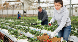 Holendrzy pilnie potrzebują pracowników do zbioru truskawek szklarniowych