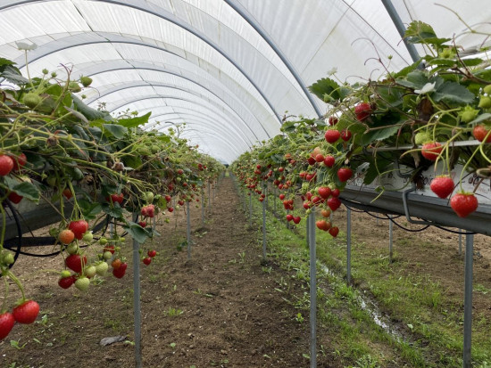 Przy obecnych anomaliach pogodowych uprawa truskawki powtarzającej ma sens tylko w tunelu/ fot. Doradca Jagodowy BerryTech 2021: ponowna wizyta w uprawie tunelowej truskawki powtarzającej