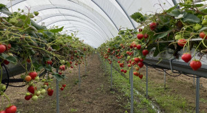 BerryTech 2021: Z wizytą w uprawie tunelowej truskawki powtarzającej (zdjęcia)