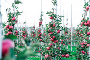 Światowy Dzień Jabłka. Czego życzyć sadownikom?