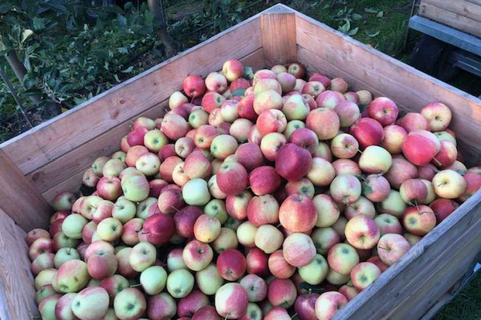 Świętokrzyscy sadownicy: Obecnie sprzedaż jabłek się nie opłaca!