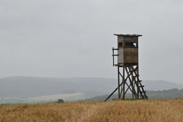 Projekt ustawy dot. odszkodowań łowieckich - do II czytania/ fot. shutterstock Senacki projekt ustawy dot. odszkodowań łowieckich - do II czytania