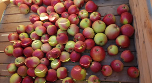 Zbiory jabłek 2021: Coraz większa podaż odmian na rynku