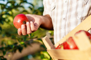 Sandomierz: Apel o pilną interwencję MRiRW w sprawie niskich cen jabłek