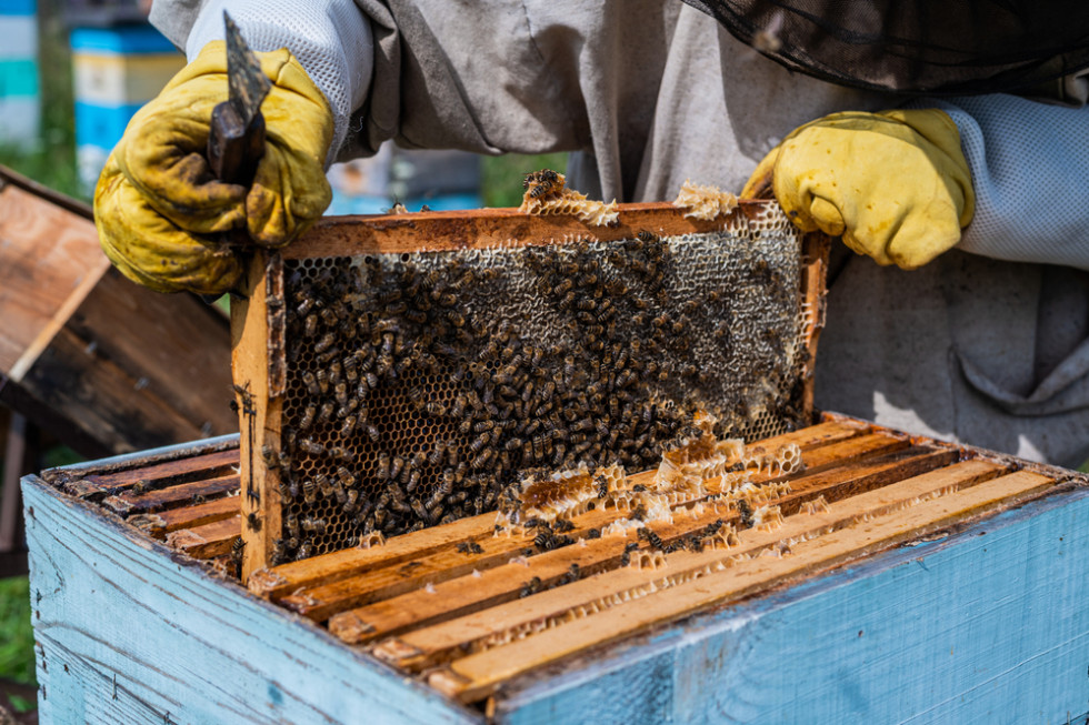 Pszczelarstwo uzyskało 190 mln zł wsparcia w latach 2015-2021
