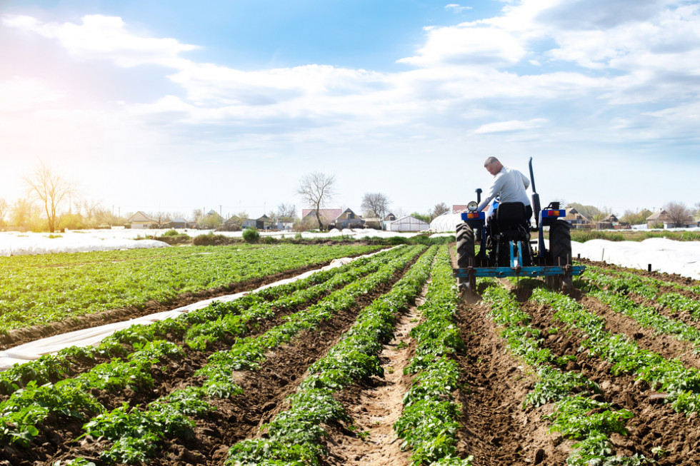 GUS: Produkcja warzyw gruntowych blisko 2% niższa niż w ubiegłym roku