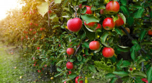 Czy polskie jabłka sprostają wyzwaniom Europejskiego Zielonego Ładu?