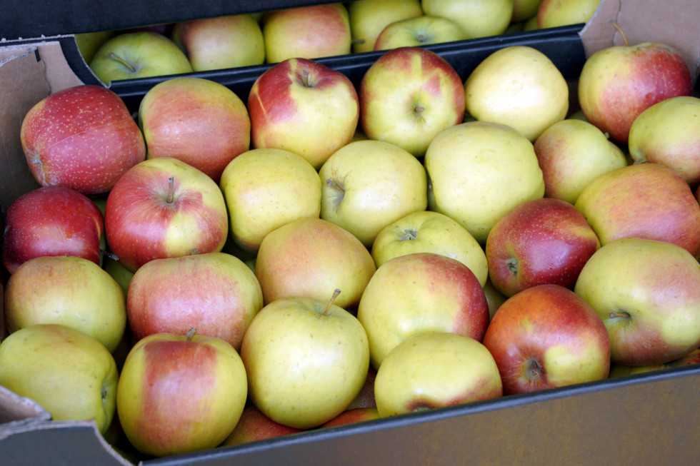 Spirala coraz niższych cen jabłek deserowych. Który sadownik to wytrzyma?