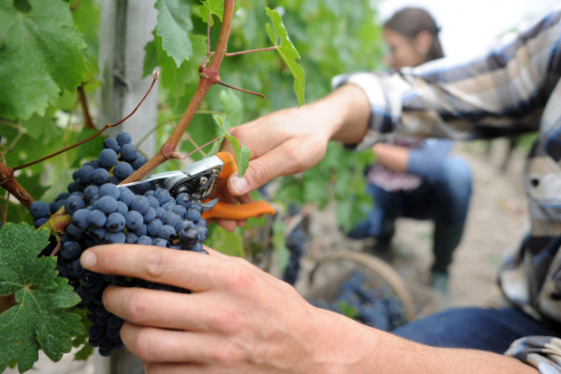 Niesprzyjająca pogoda może zakończyć winobranie na Podkarpaciu/ fot. shutterstock.com Niesprzyjająca pogoda może przyspieszyć zakończenie winobrania na Podkarpaciu