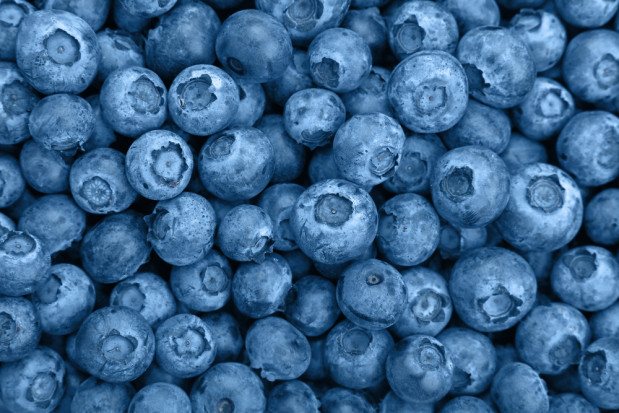 KOWR: Polska znaczącym producentem borówki w UE/ fot. shutterstock.com Polska znaczącym producentem borówki w UE