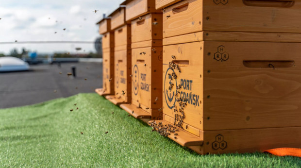 Gdańsk: Na dachu terminala promowego powstała pasieka/ fot. Port Gdańsk Gdańsk: Na dachu terminala promowego powstała pasieka
