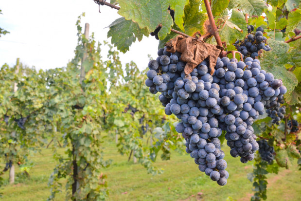 Polski sektor winny się odradza/fot. shutterstock.com Polskie warunki klimatyczno-glebowe sprzyjają uprawie winorośli