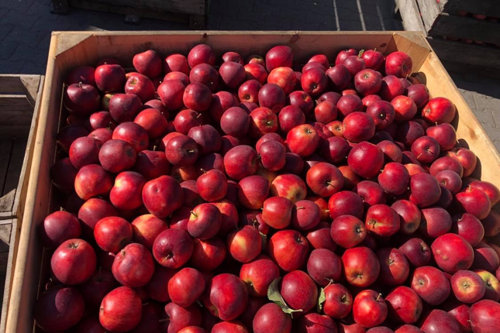Polskie jabłka są niesprzedawalne? Skandaliczne ceny na sortowniach