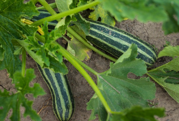 Bytom: Plantator wyhodował rekordowej wagi kabaczka/ fot. shutterstock.com Bytom: Plantator wyhodował rekordowej wagi kabaczka