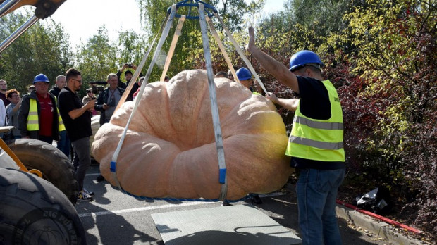 848,5 kg - tyle waży tegoroczna największa dynia w Polsce. / fot. za bigpumpkins.pl Największa dynia w Polsce waży 848,5 kg