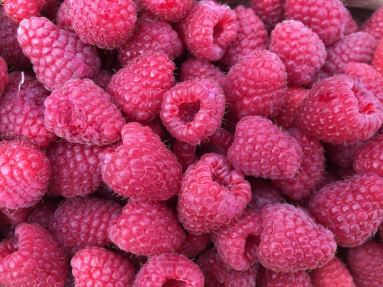 W wielu miejscach kraju w ostatnich dniach wystąpiły przymrozki co spowodowało przemarznięcie malin. / fot. materiały redakcji Jakie ceny malin w hurcie?