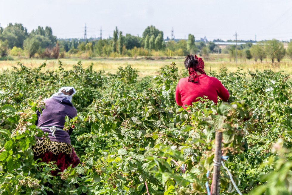 Serbia chce zatrudniać pracowników z Indii i Mongolii do zbioru malin