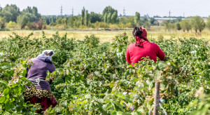 Serbia chce zatrudniać pracowników z Indii i Mongolii do zbioru malin