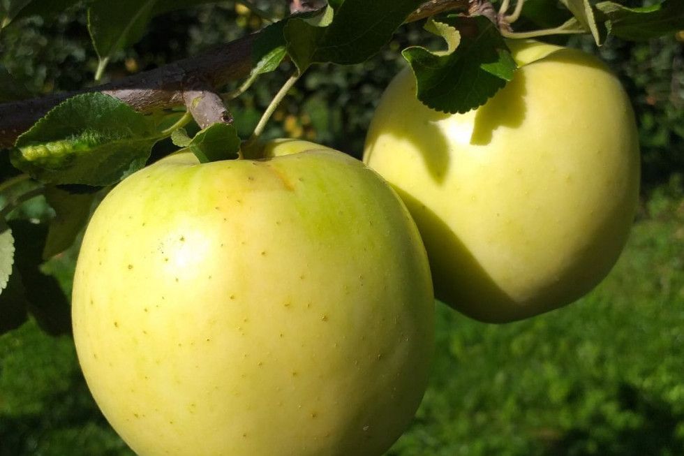 Rugold - nowa jabłoń odporna na parcha z IO-PIB