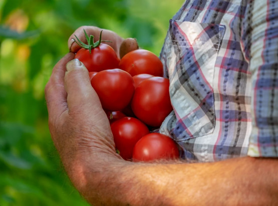 Rosyjskie ministerstwo rolnictwa zamierza wesprzeć produkcję warzyw/ fot. pixabay Rosja: Ministerstwo rolnictwa wesprze producentów warzyw
