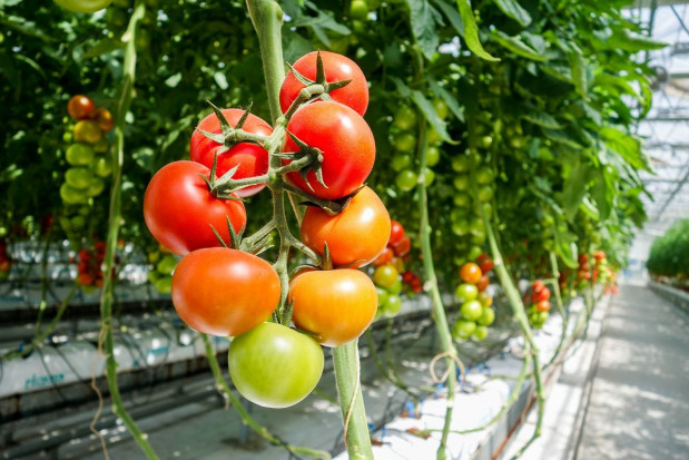 Spada produkcja pomidorów w Europie/ fot. pixabay Rosnące koszty i ToBRFV zagrożeniem dla produkcji pomidorów