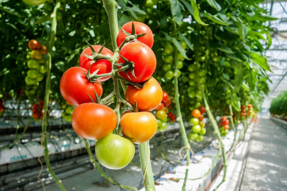 Rosnące koszty i ToBRFV zagrożeniem dla produkcji pomidorów