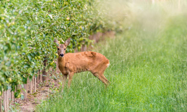 W bieżącym roku wypłaconych zostało niemal 2 mln zł odszkodowań za szkody wyrządzone przez zwierzęta/ fot. shutterstock Podkarpackie: prawie 2 mln zł odszkodowań za szkody dzikich zwierząt
